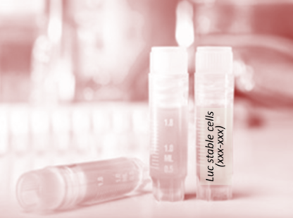 Luciferase-Labeled ACHN Cells (ACHN + LUC)